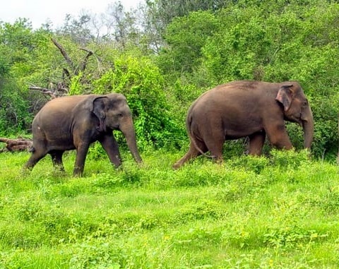 Parappa Wildlife Sanctuary