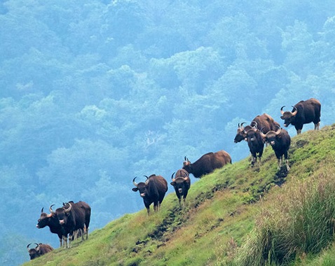 Wild Life Sanctuary Idukki